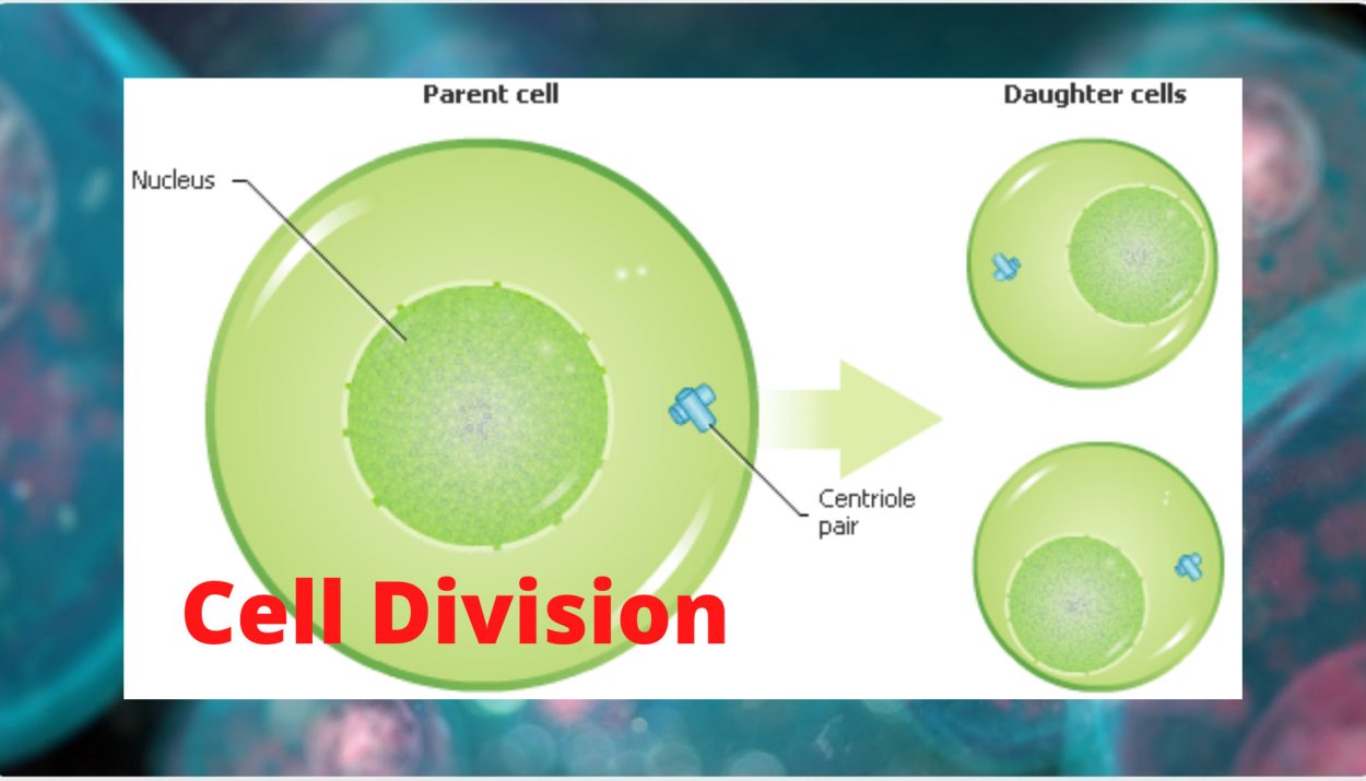 Introduction of cell division