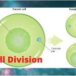 Introduction of cell division