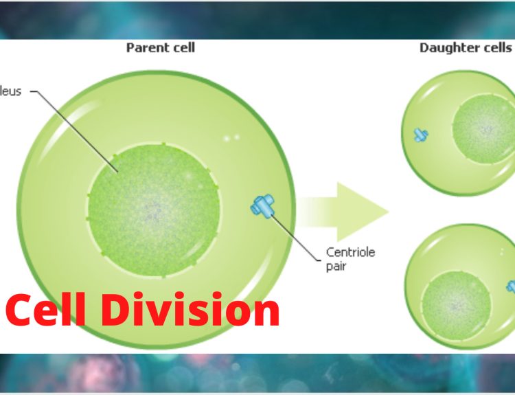 Introduction of cell division