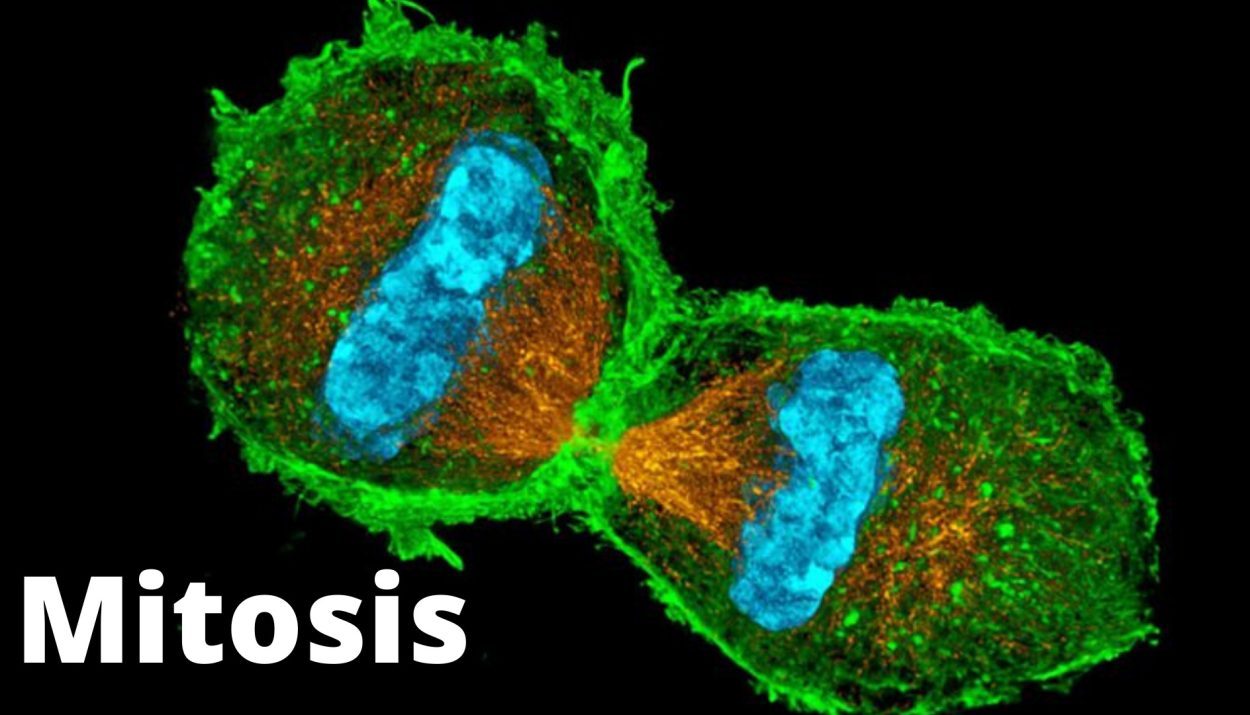 Mitosis