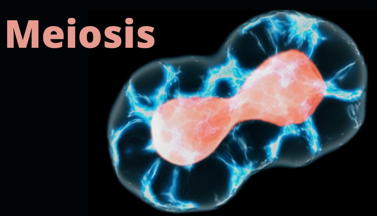 Meiosis - cell division