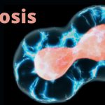 Meiosis - cell division