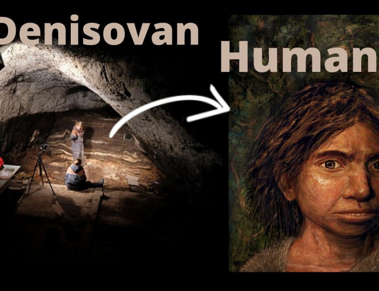 The Denisovan Human