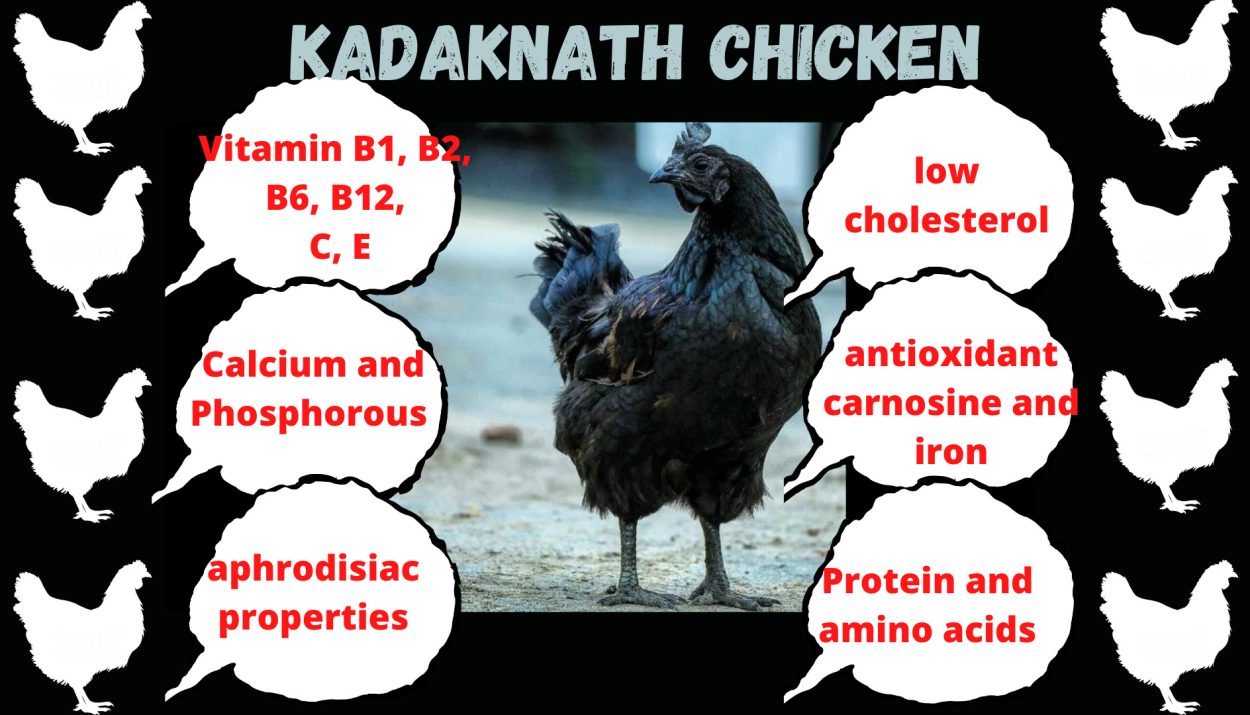 Story of Kadaknath Chicken