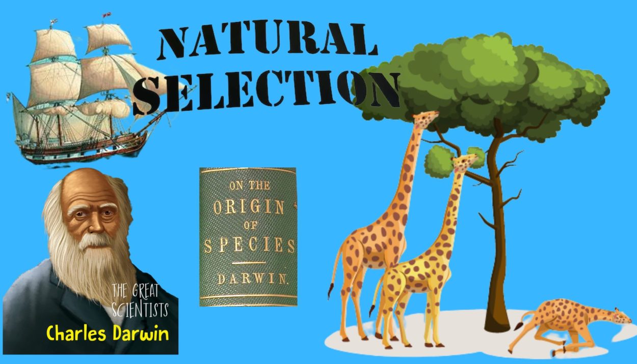 Natural selection theory of evolution