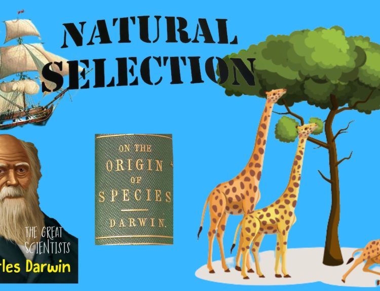 Natural selection theory of evolution