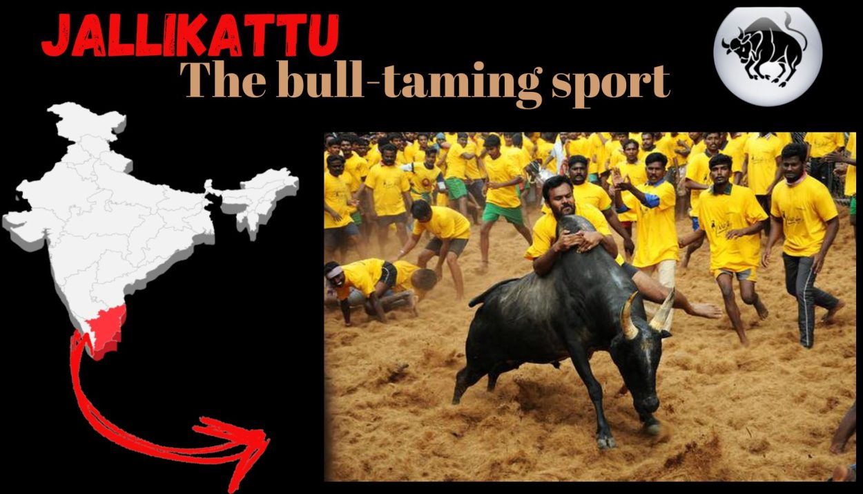 Jallikattu: The bull-taming sport
