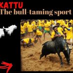 Jallikattu: The bull-taming sport