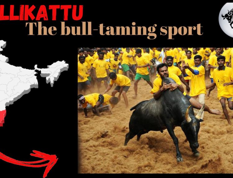 Jallikattu: The bull-taming sport