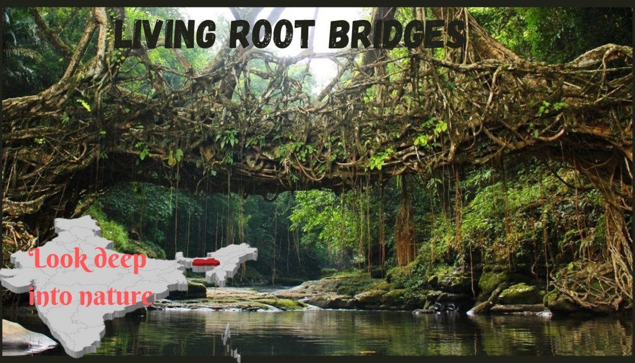 A walk through Living root bridges
