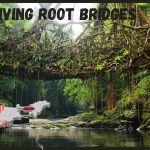 A walk through Living root bridges