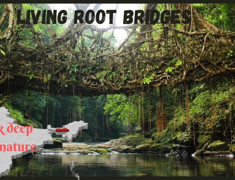 A walk through Living root bridges