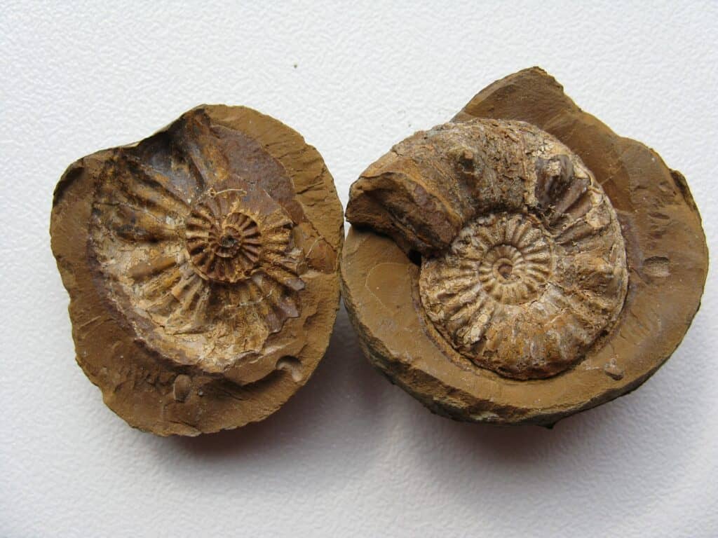 Fossils- lived for thousands of years - AnthroMania