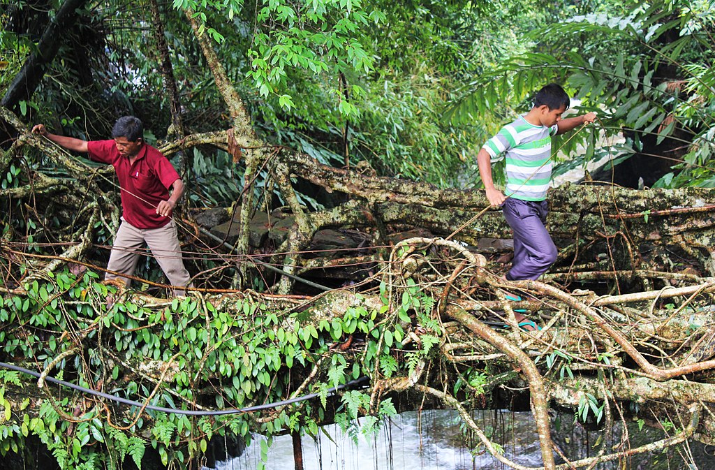 A walk through Living root bridges