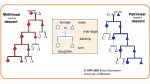 Bilateral Descent Example Genogram Descent- a person’s family origin - AnthroMania
