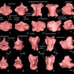 Fossils of ancient lizards and snakes discovered in the Shivalik