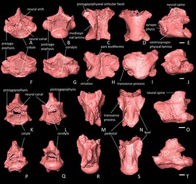 Fossils of ancient lizards and snakes discovered in the Shivalik