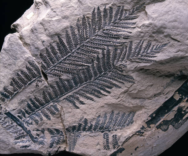 Fossils- lived for thousands of years - AnthroMania