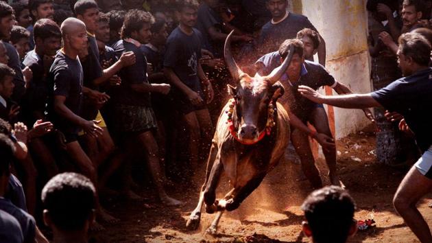 Jallikattu: The bull-taming sport