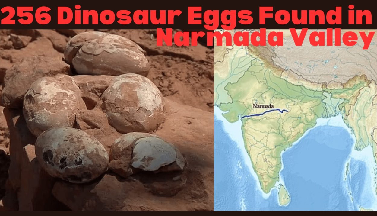 256 Dinosaur Eggs Found in Narmada Valley