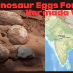 256 Dinosaur Eggs Found in Narmada Valley