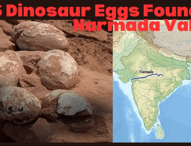 256 Dinosaur Eggs Found in Narmada Valley