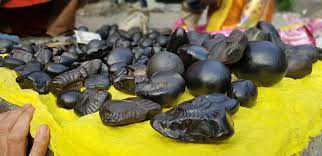 Shaligram stones (pic- wikepedia)