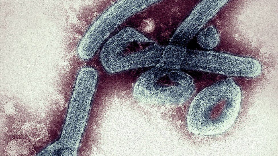Marburg Virus (pic- BBC)