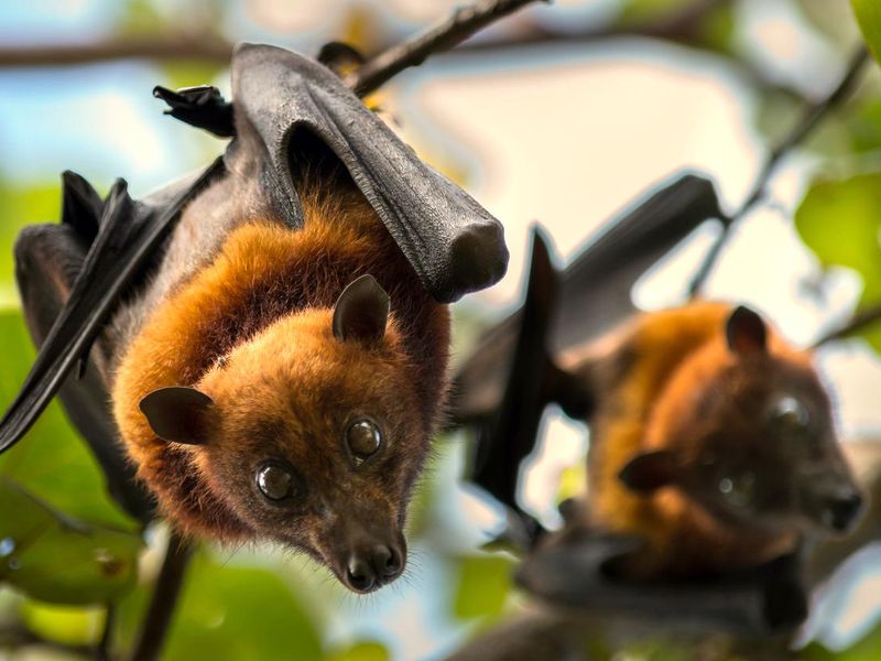 Fruit bat (pic- Always Pets)