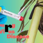 Exploring Marburg Virus Disease