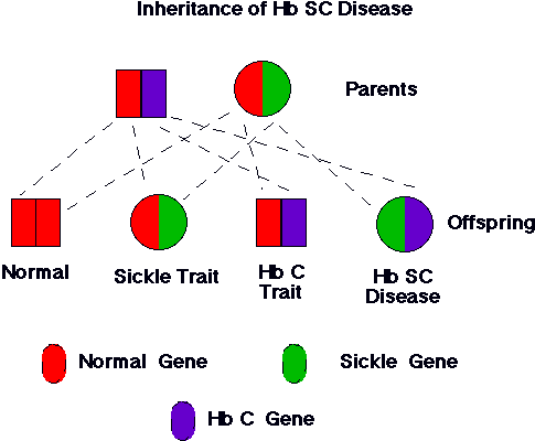 Pic- https://sickle.bwh.harvard.edu/scd_inheritance.html