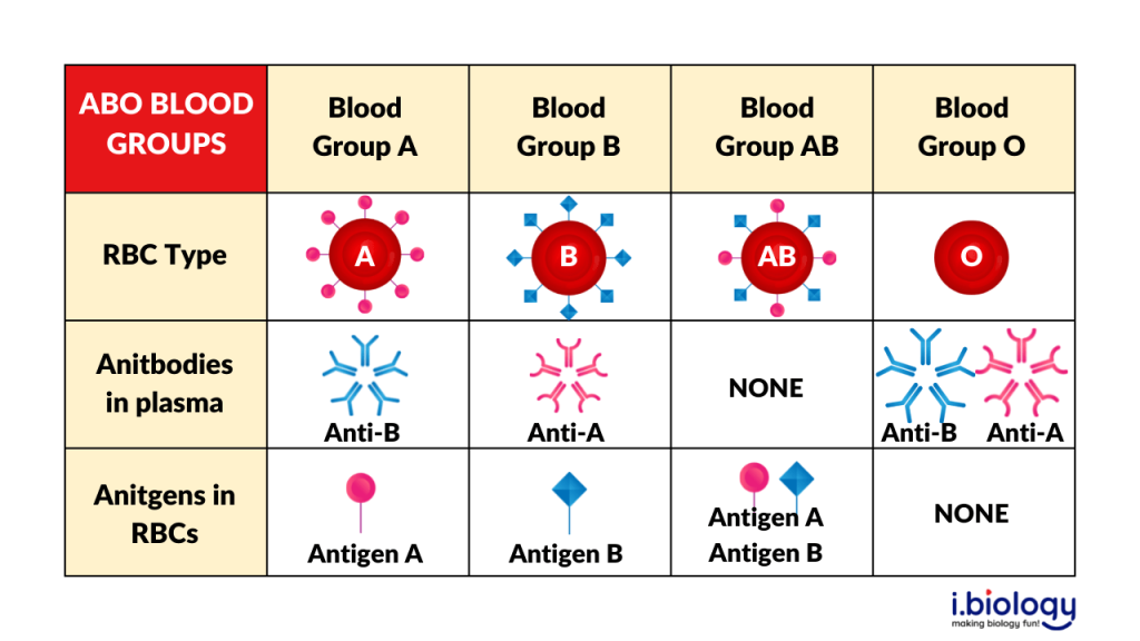 Blood: Types and Compatibility in Transfusions - AnthroMania