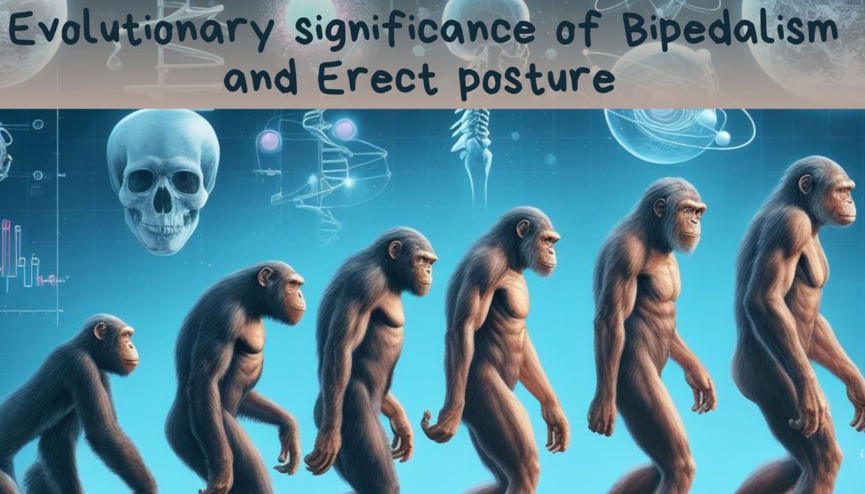Evolutionary significance of Bipedalism and Erect posture