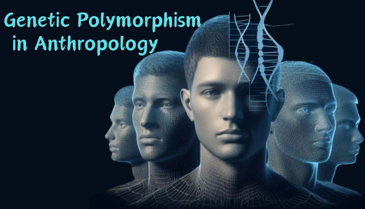 Exploring Genetic Polymorphism: Anthropological Insights into Diversity and Evolution