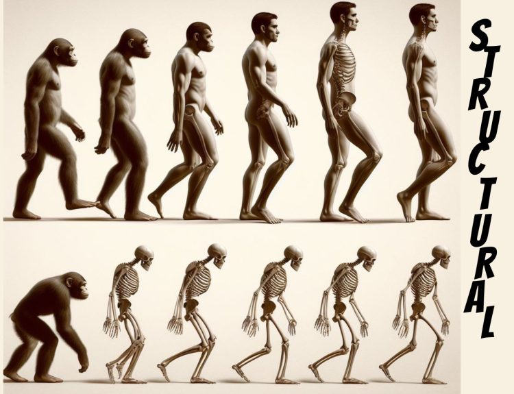 Bipedalism and Structural Changes